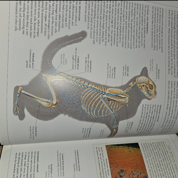 The New Encyclopedia Of The Cats By Bruce Fogle - Picture 5 of 10